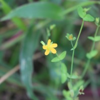 Hypericum